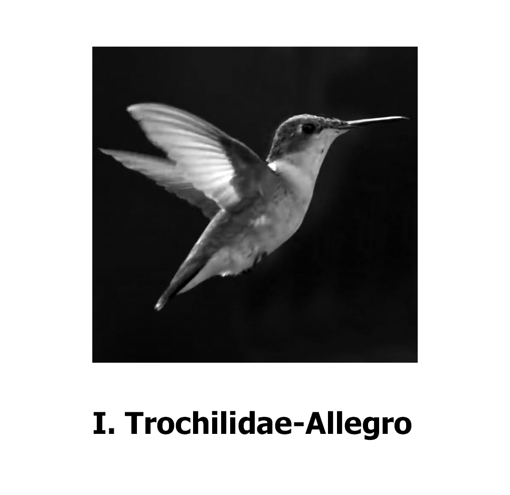 Hummingbird